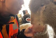 gallery-36